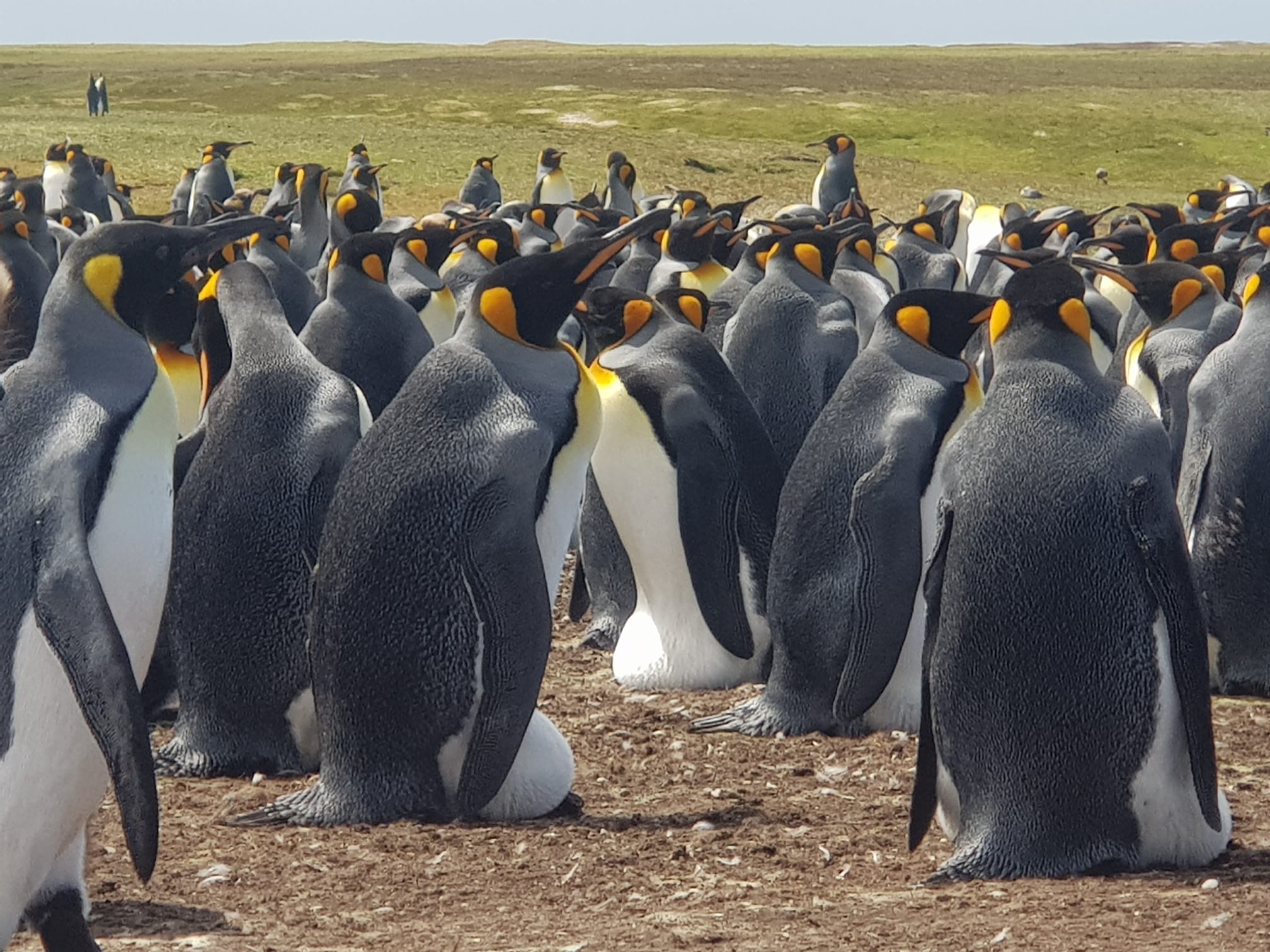19/12/2019 Colonia de Pinguinos Rey